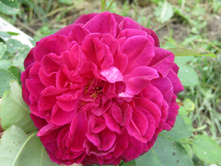 ���� ������� ��� (Munstead Wood) / ������.JPG