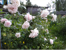 ��� ����