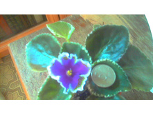 ������ ��� �������(�������������)