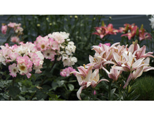 ���� Liola � ����� ������