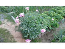 ���� �������