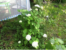 ��������� �����������.JPG