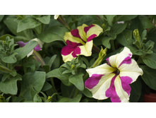 ������� ��������������� F1 ���� ������� �������