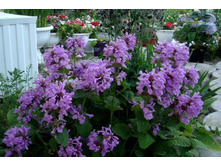 ������� ��������������� 110�.jpg