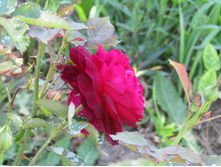 ���� ������� ��� (Munstead Wood) / ������.JPG