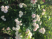 ���� �����.JPG