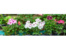 ������� ����������� ���� :)