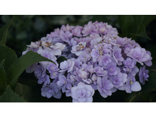 ��������� �������������� � ��� �� ������� (�)