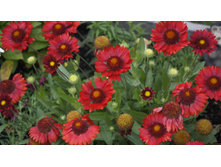 ��������� ����������� ������� ��� ������