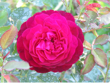 ���� ������� ��� (Munstead Wood) / ������.JPG