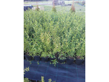 IMG 20180606 181343.jpg