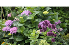 ������ �������