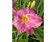 IMG 20180715 102843.jpg