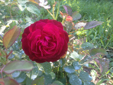 ���� ������� ��� (Munstead Wood) / ������.JPG