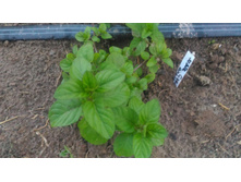 �������(��������)