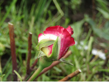 ���� ������.JPG