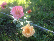 Belle Epoque / ��������� ���������.JPG