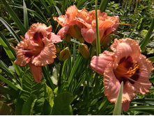 IMG 20180722 092836.jpg