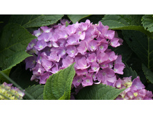 ������ �������