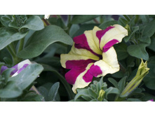 ������� ��������������� F1 ���� ������� �������