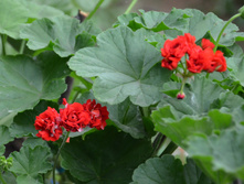 Johanna fran Sattraby