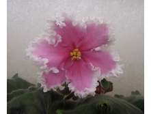 ��-����� ����������.jpg