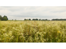 P 20180721 112959 HDR.jpg