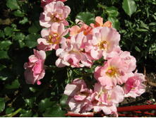 ���� Jazz / ������ ���������.JPG