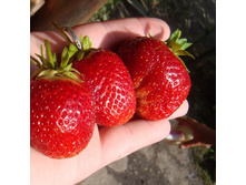 �������� ����������