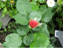 ���� ��� ��� �� / ������.JPG