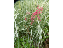 P1070846.JPG ������� �����������