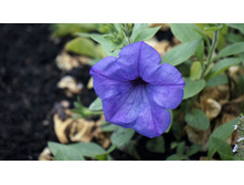 ������� ��������� Evening Scentsation