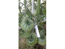 ������� �������������