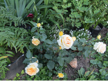 ���� Candlelight / ������