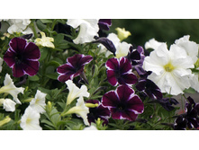 ������� Sweetunia Miss Marvelous