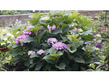 ������ �������