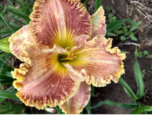 IMG 20180722 090254768 HDR.jpg