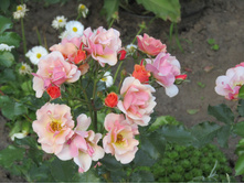 ���� Jazz / ������ ���������