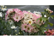 Liola (�����)