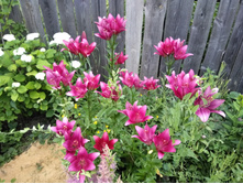 ���� ���