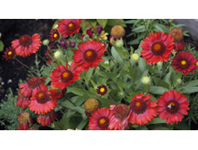 ��������� ����������� ������� ��� ������