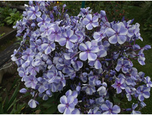 ����� �����.jpg