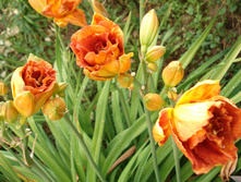 Mary Brown