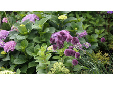 ������ �������