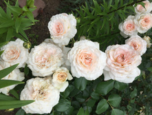 ���������� ���������.JPG