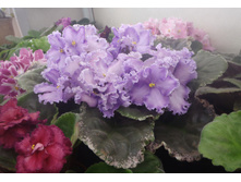 ��-������ �.jpg