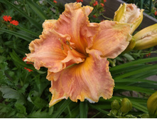 ����� ����.jpg