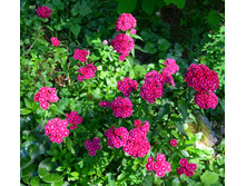 �������� ��������