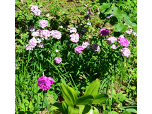 �������� ��������