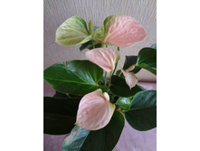 �������� Princess Amalia Sweet- 800 ���.